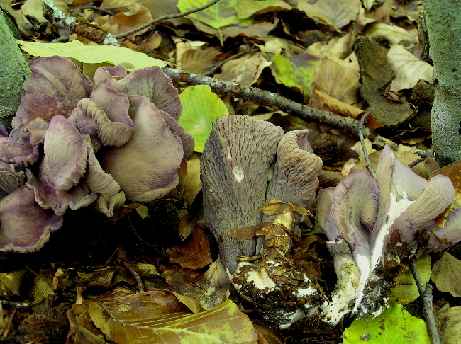 Gomphus clavatus